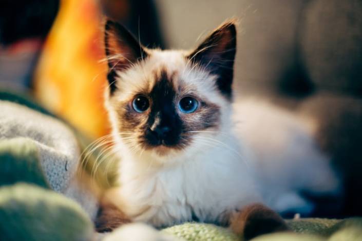small cat with blue eyes laying on a sofa