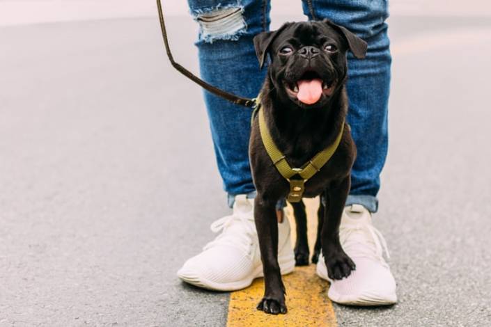 small dark brown dog on a lead standing in front of a pet sitter's legs with a happy expression on its face with its tongue hanging out