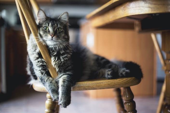 tabby cat laying on chair