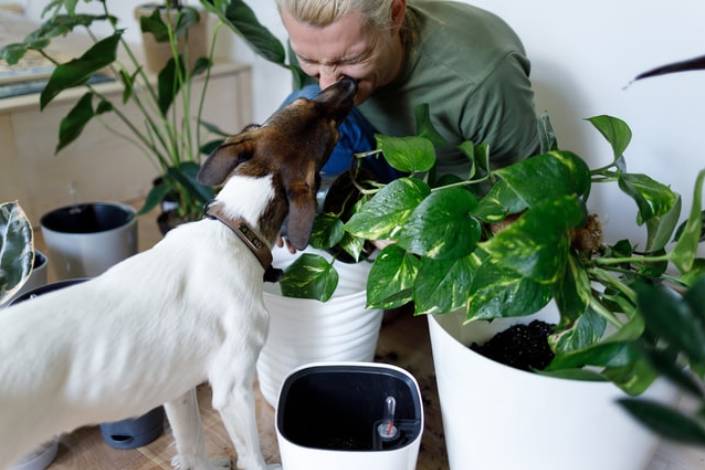 dog licking a house sitter on the face while surrounded by plants in white pots