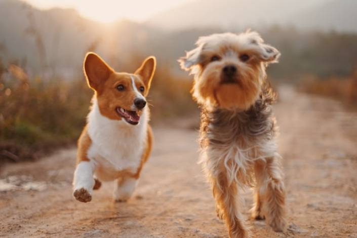 two small dogs running on a dirt road in dappled sunlight